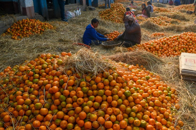 Workers sit on the floor of a warehouse that is covered with straw and massive piles of hundreds of oranges. Each worker has a basket and sorts oranges into it as they work.