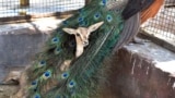 A Chinkara gazelle fawn rests in the plumage of a peacock at an animal rescue center on a hot summer day in Bikaner, Rajasthan, India, May 23, 2024. 