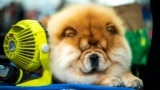 Quan, a Chow Chow from New York, cools down before competing during the 148th Westminster Kennel Club Dog Show at the USTA Billie Jean King National Tennis Center in New York City, New York May 13, 2024. 