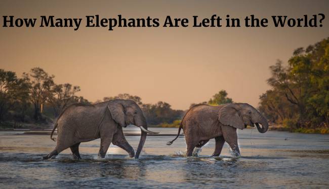How Many Elephants Are Left in the World