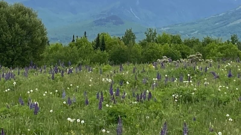 Sugar Hill lupines with Franconia Notch.