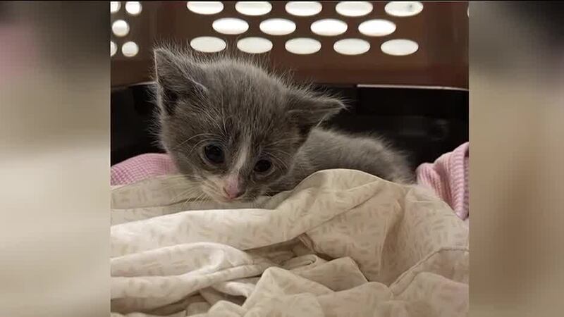 Three kittens were found inside in an orange bag in the trash compactor, according to animal...