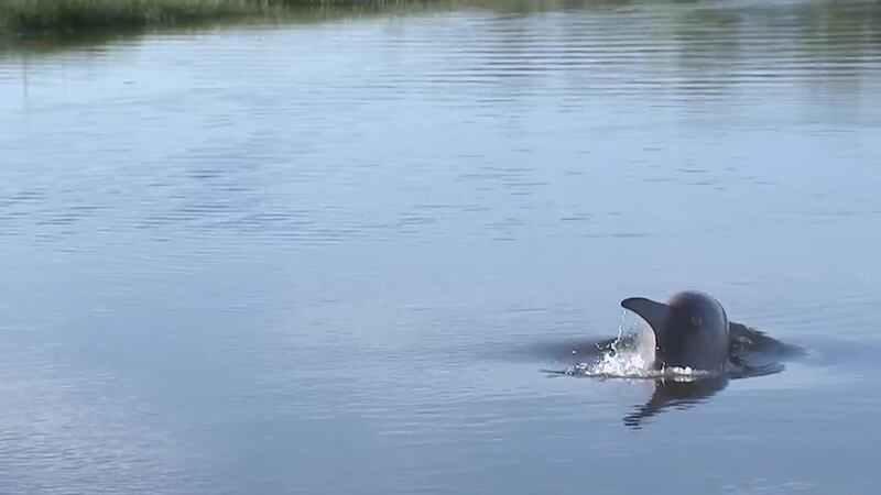 A dolphin is stuck in small body of water in New Jersey, far from its natural habitat.