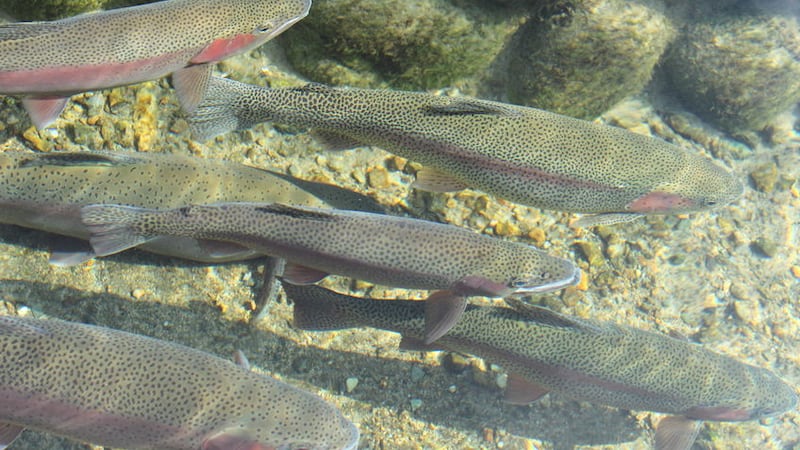 30022187 - rainbow trout