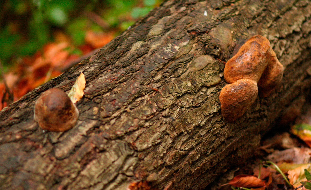 Трутовик ложный дубовый – гриб-паразит
