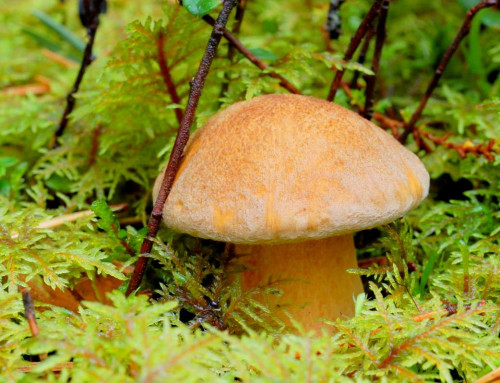 Моховик желто-бурый (масленок желто-бурый): описание, польза и вред гриба