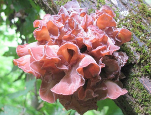 Китайский черный древесный гриб муэр – вред или польза?