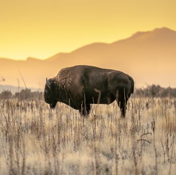 american bison at sunrise