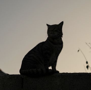 domestic cat sitting on a wall at sunset