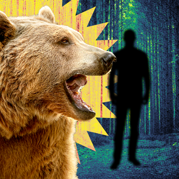 man v bear in the woods question tiktok