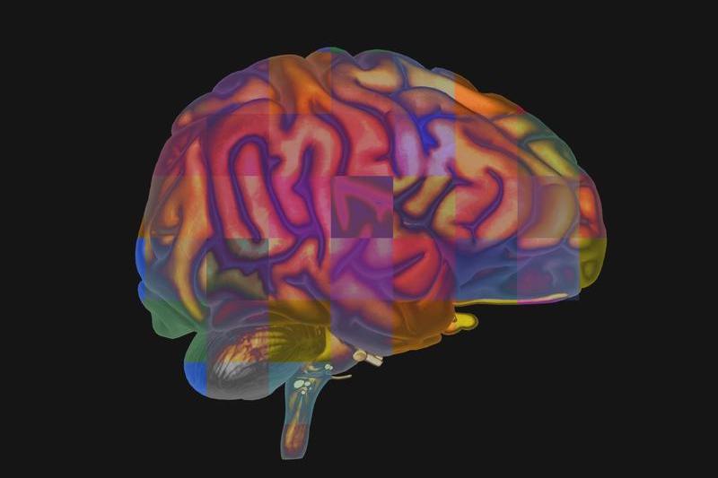 Ilustrare a creierului uman, Foto: Callista Images / ImageSource / Profimedia