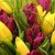 Тюльпаны на 8 марта, 2012год