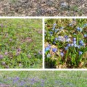 Фотография "Повсюду в Борке встречаются красивые полянки весенних первоцветов. 18.04.2024 г."