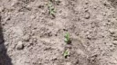 Как вырастить огурцы в открытом грунте из семян