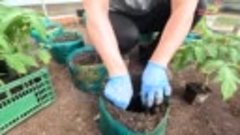 Высаживаем рассаду томатов в неотапливаемую теплицу в пакеты