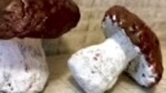 Как сделать грибочки яичных лотков: осенние поделки