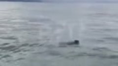 Рыбаки спасли медвежонка, уплывающего в море