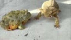 Ящерица унижает жабу на протяжении минут [480] [audiovk.com]