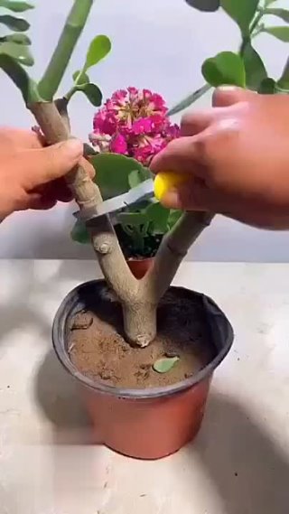 Необычная цветочная идея