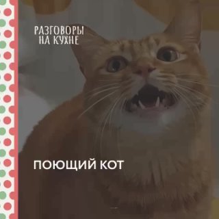 Поющий кот