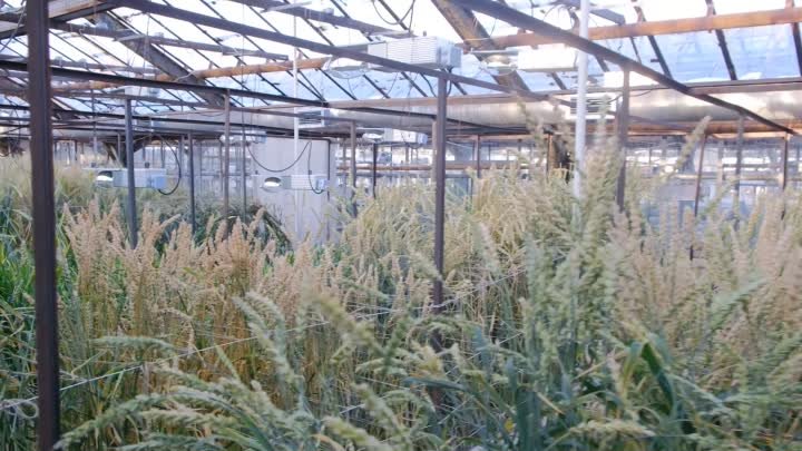 Как спасти урожай: новосибирские ученые заставят пшеницу созревать р ...