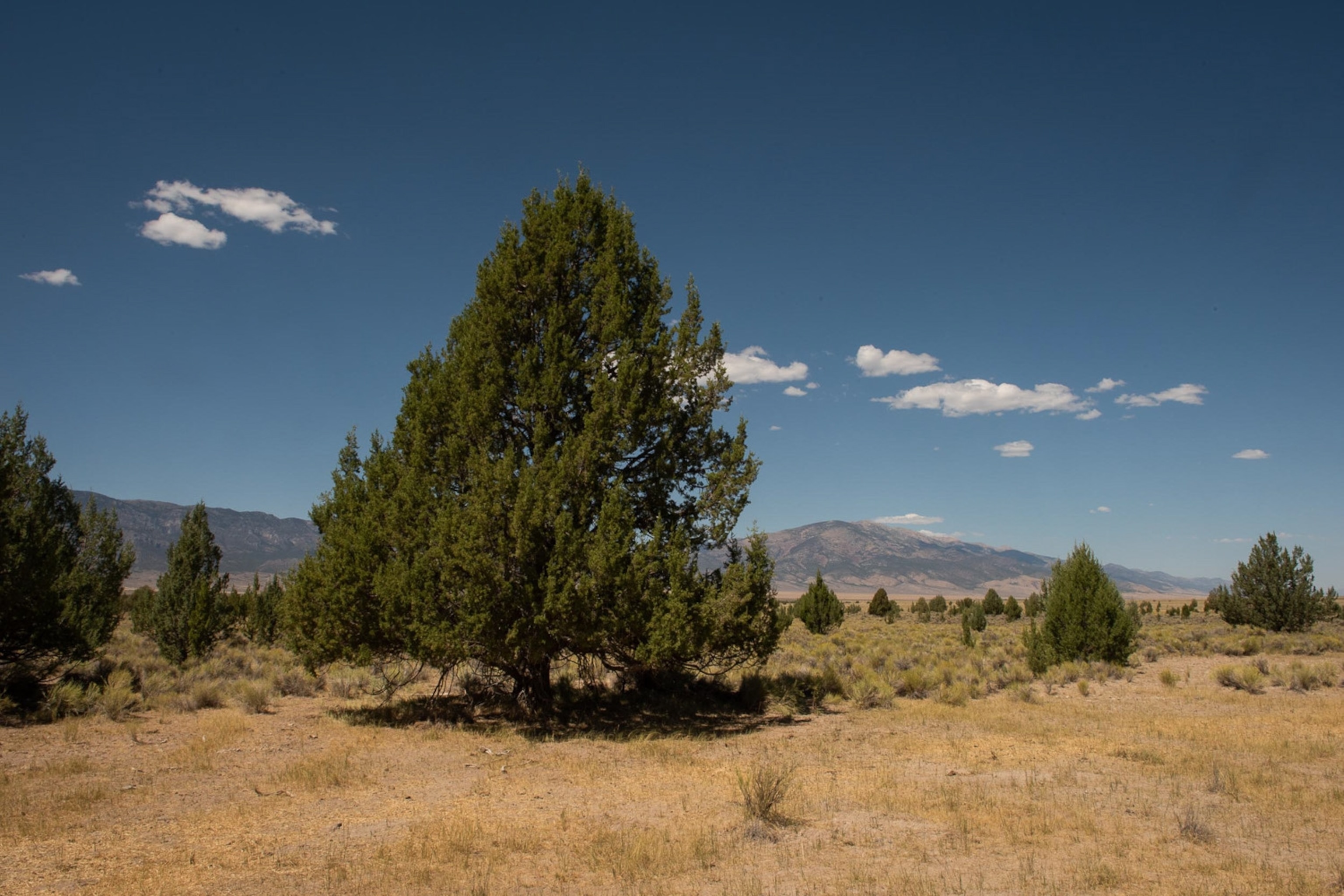 Tall swamp cedars stand in the midst of a an open field, a rare occurrence for this species