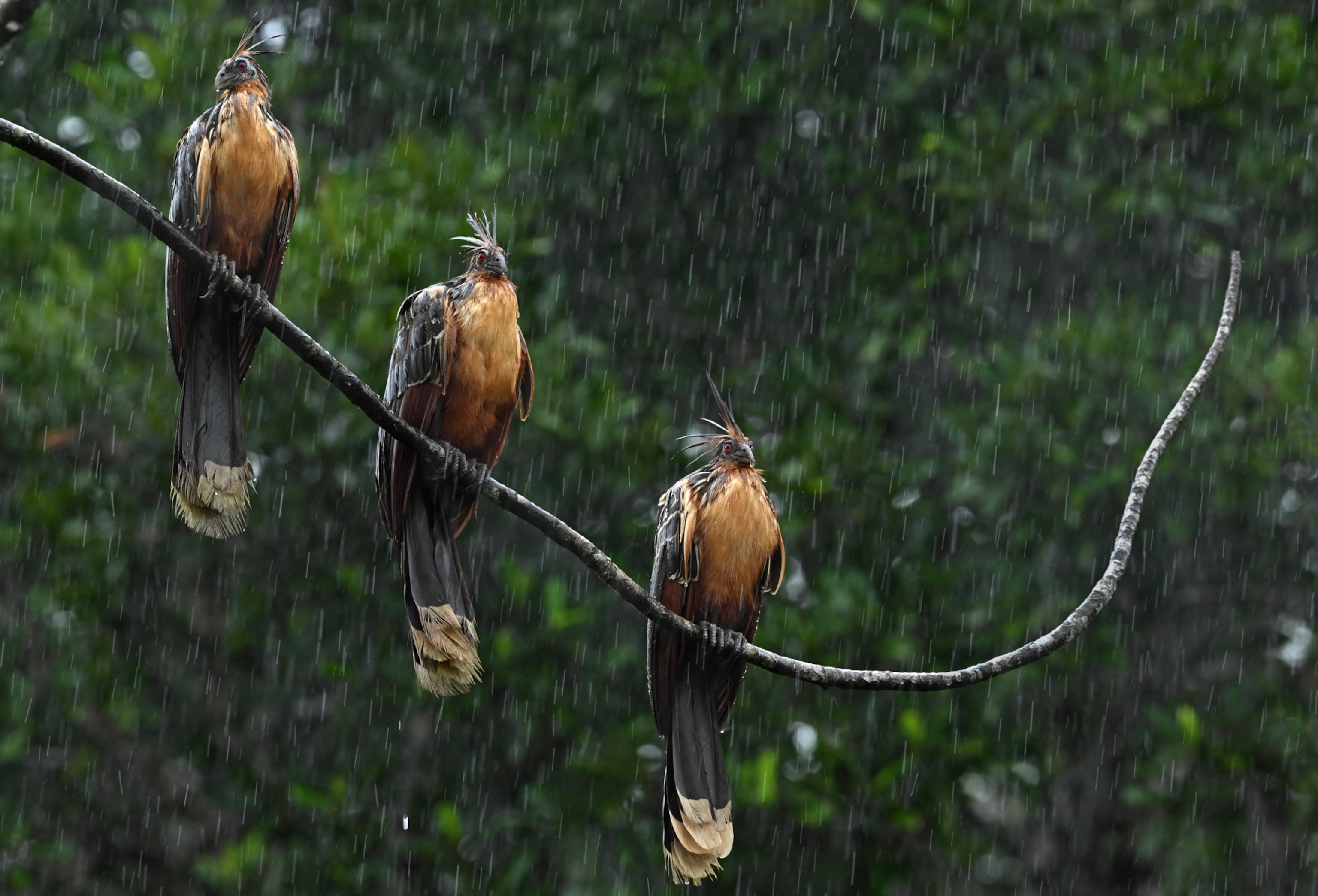 A trio of hoatzins (Opisthocomus hoazin) hanging over a stream by the Napo River