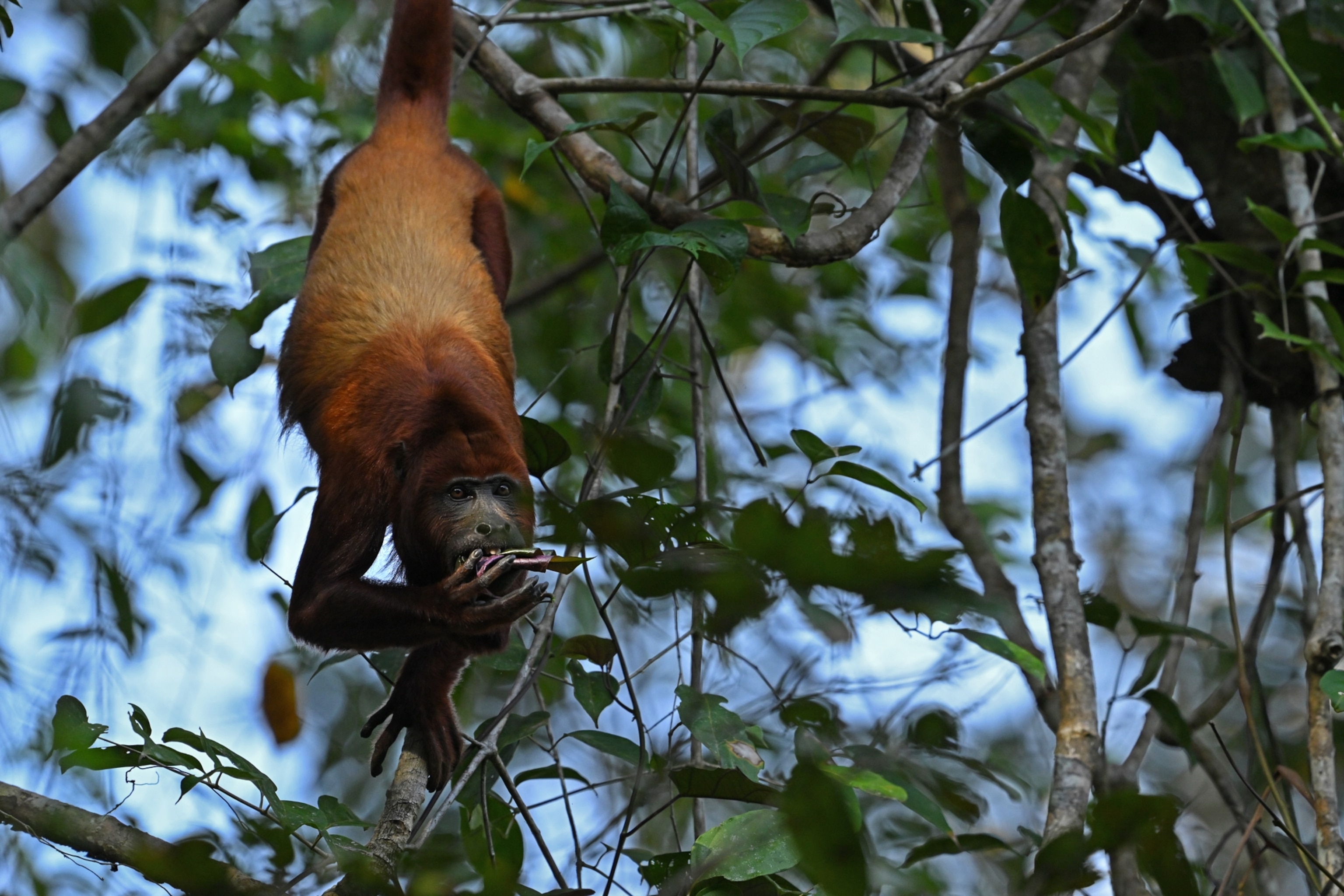 A red howler monkey (Alouatta seniculus) seated in a tree picking leaves and fruits
