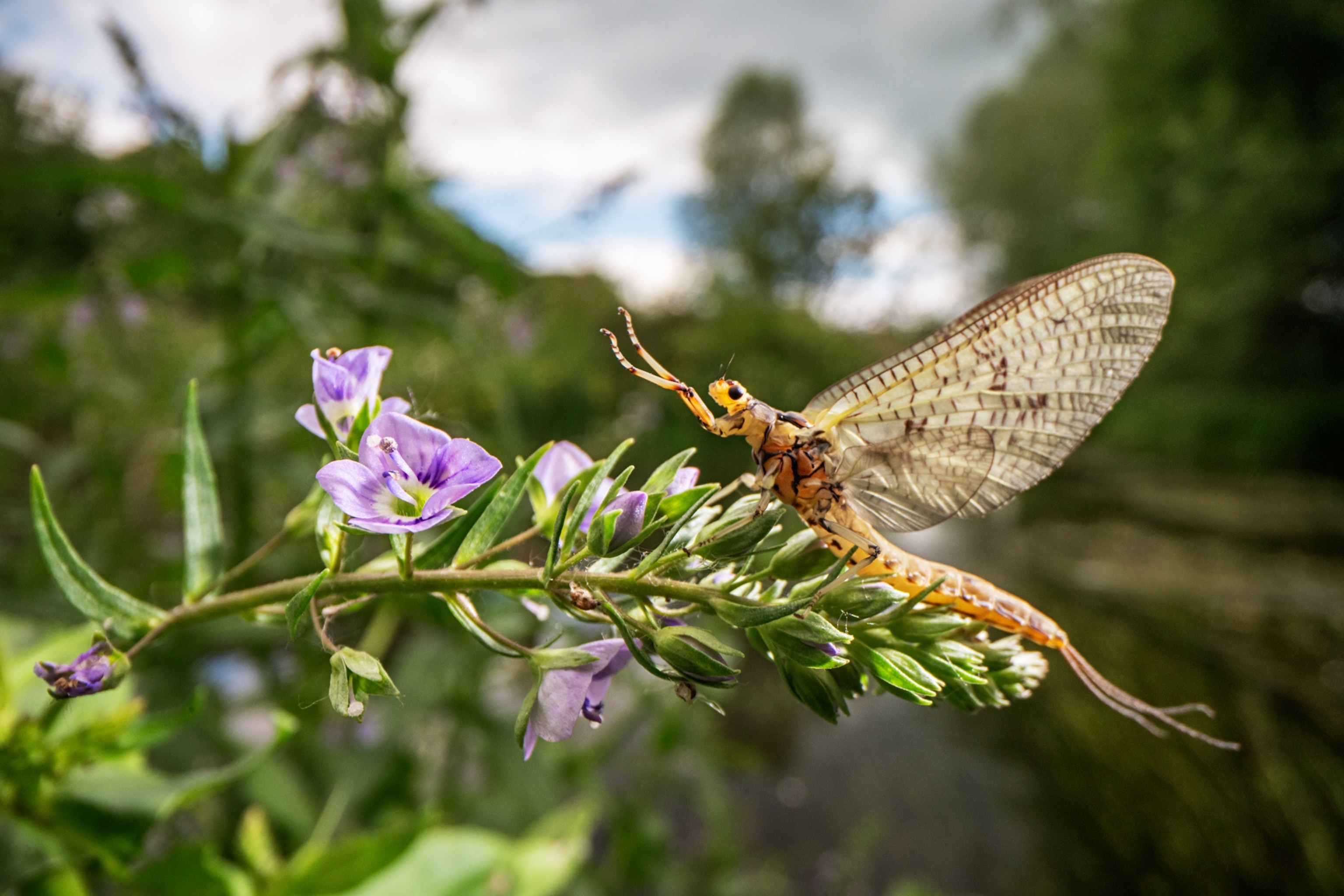 Mayfly resting on the tip of a stem with purple flowers. It's front legs are spread out and "scissored" apart