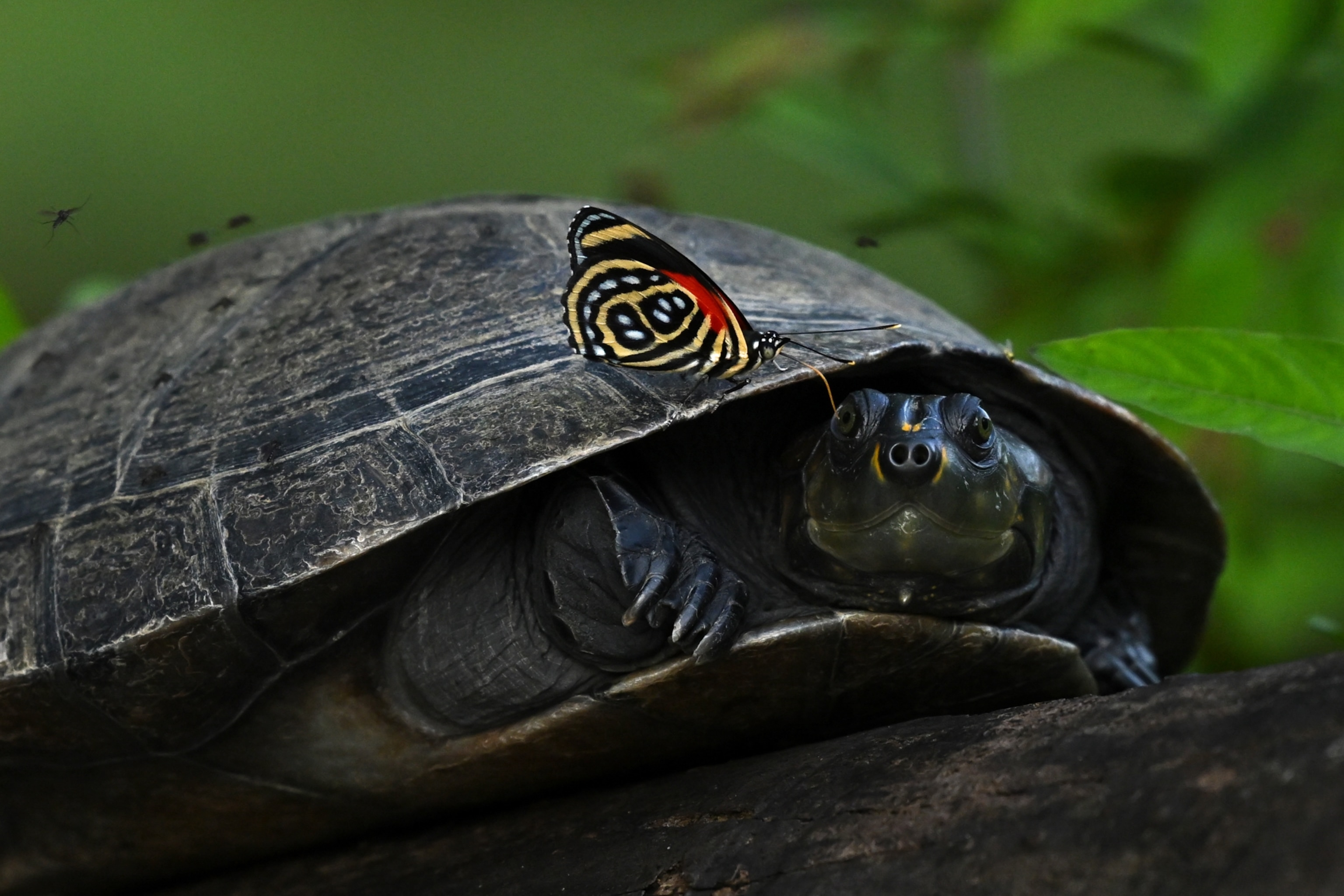 A yellow-spotted river turtle with a butterfly perched on its shell