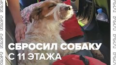 Житель Подольска выбросил собаку с балкона 11-го этажа – Мос...
