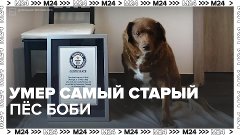 Умер самый старый пёс в мире – Москва 24