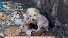 Маму-собаку Инду и ее детенышей забрали с мусорки