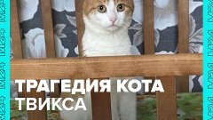 Выброшенного из поезда кота Твикса нашли мёртвым – Москва 24