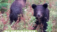 Иркутские зоозащитники выходили трех медвежат