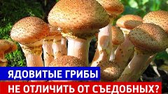 Ядовитые грибы невозможно отличить от съедобных — Россия 1