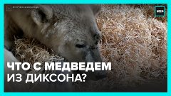 Медведь из Диксона не вернётся в дикую природу – Москва 24
