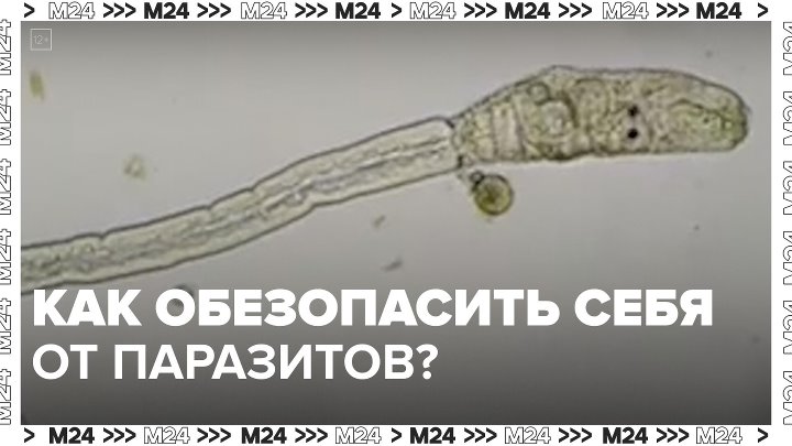 Как обезопасить себя от паразитов? — Москва 24