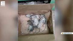 Жители Талнаха в Норильске жалуются на нашествие крыс