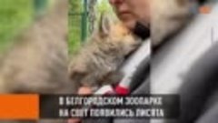 В Белгородском зоопарке родились трое лисят