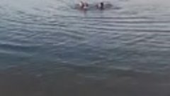 Красноярец спас утопающего на озере Мясокомбинат