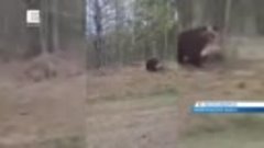 Жители Ачинска, Енисейска и Красноярска жалуются на медведей...