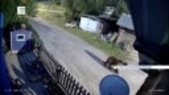 Медведь держит в страхе жителей села в Мотыгинском районе