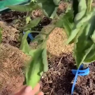 Когда нужно убирать листья у томатов