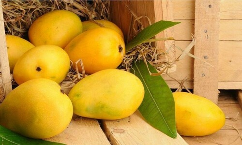 In anticipation of mangoes