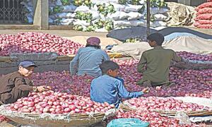 Record onion exports make consumers pay high prices