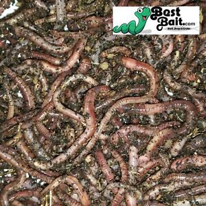 Large Panfish Worms European Nightcrawlers Free Shipping Live Arrival Guarantee