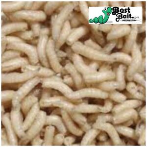 Live Spikes, Maggots Blue Bottle Fly Larvae  Free Shipping, Live Guarantee