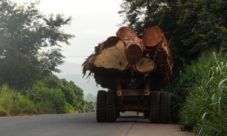 The back of a lorry carrying large felled trees.