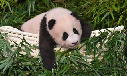 Panda cub Fu Bao